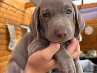 Weimaraner dogs 🩶Beautiful Silver KC Registered Weimaraner’s - Advert 3