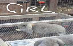 French Lop rabbits for sale: French lop babies - Image 1