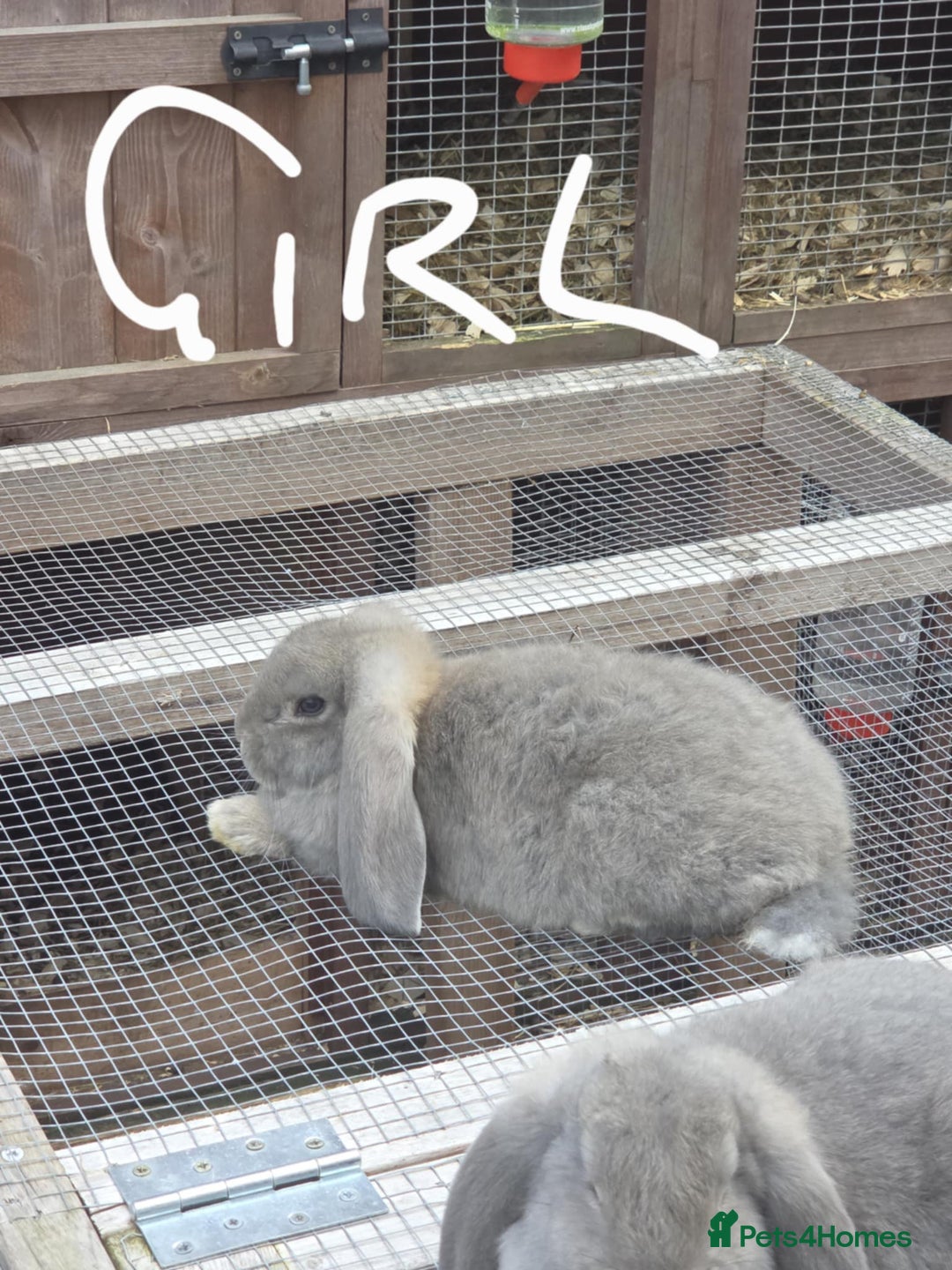 French Lop rabbits for sale: French lop babies - Image 1