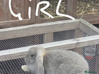 French Lop rabbits - Advert 24