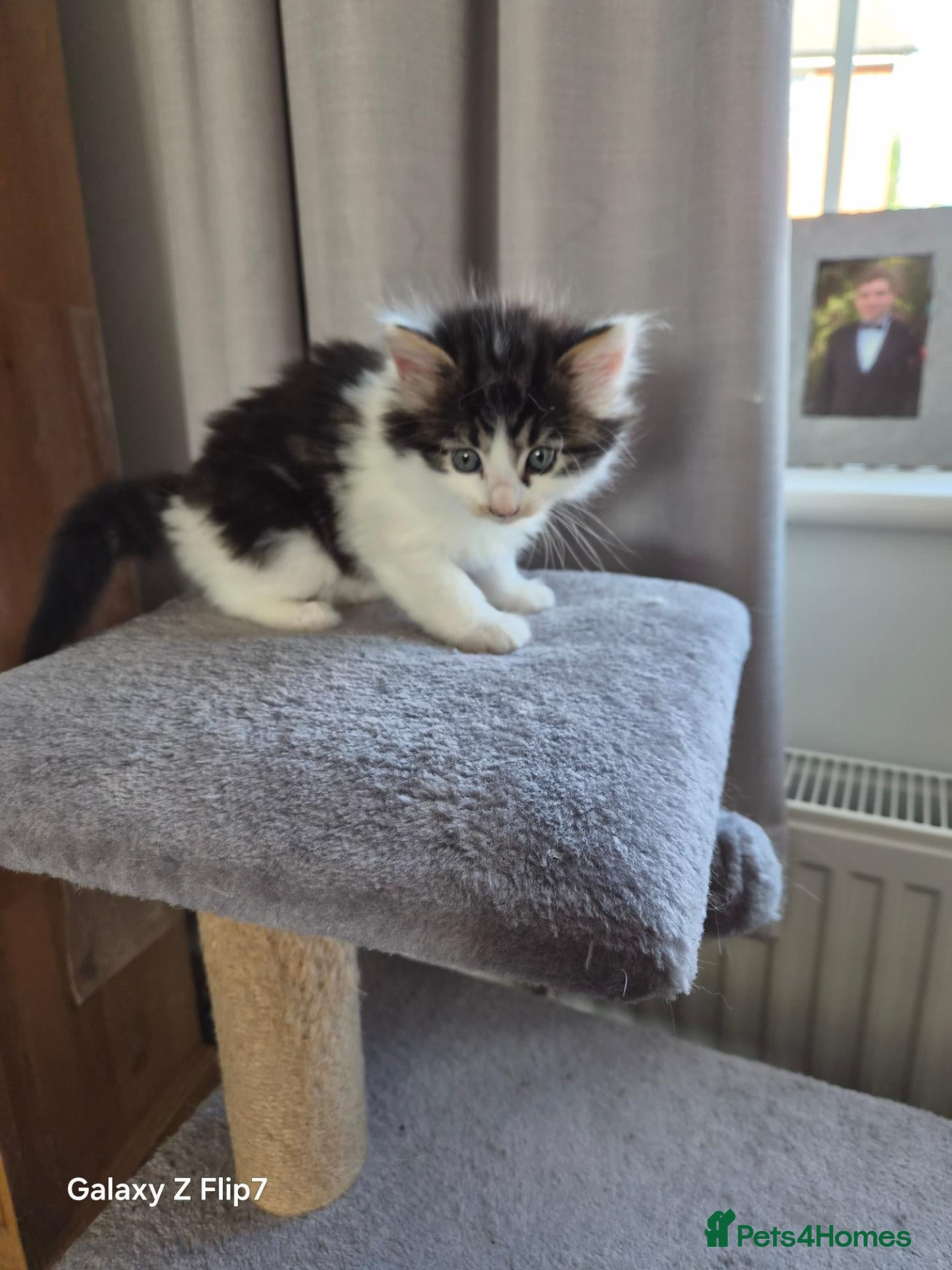 Mixed Breed cats 4 kittens for sale - Advert 2
