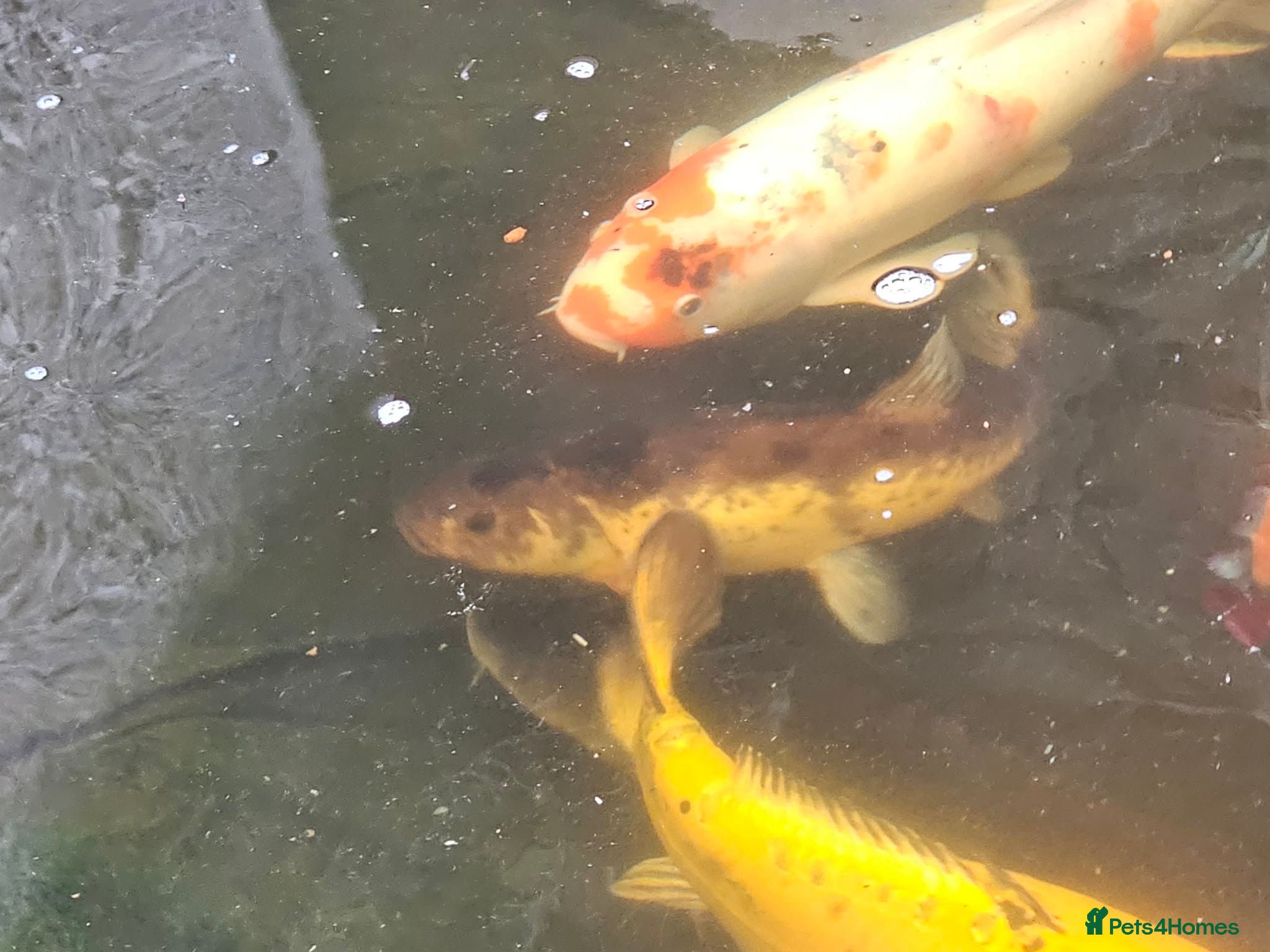 Koi Carp fish Sturgeon and tench for sale - Advert 7
