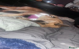 German Shepherd dogs for sale: Luna  - Image 2