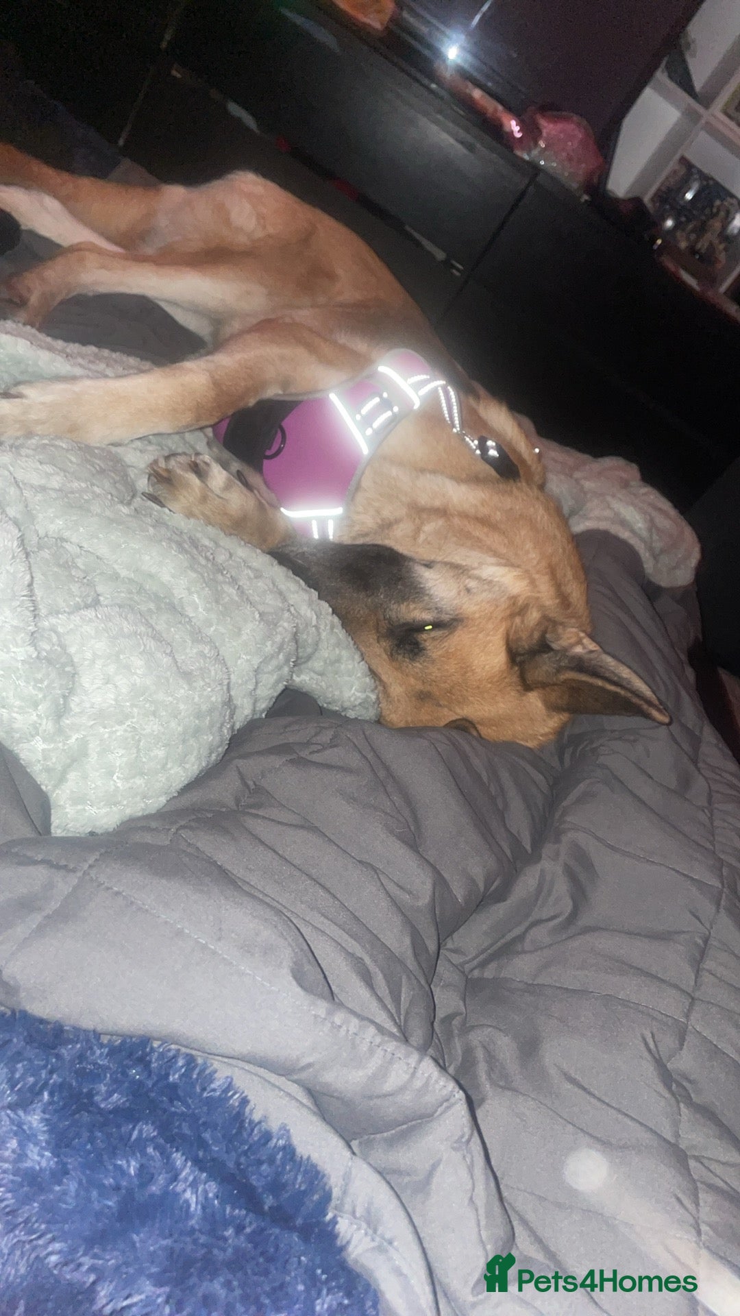 German Shepherd dogs for sale: Luna  - Image 2