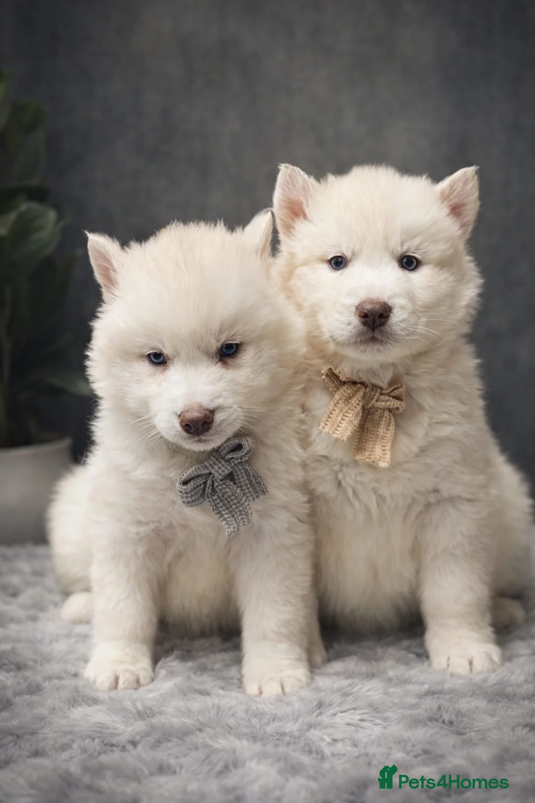 Siberian Husky dogs for sale: Wooly Siberian huskies - fully vaccinated  - Advert 2