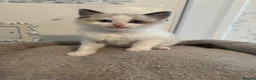 Ragdoll cats for sale: Beautiful Ragdoll Kittens - Advert 21