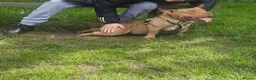 American Bully dogs for sale:  pocket bully  - Advert 3