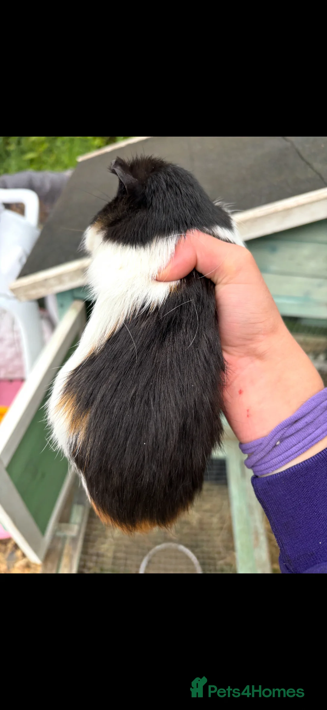 Guinea Pig rodents for sale: Mixed litre of guinea pigs  - Advert 2