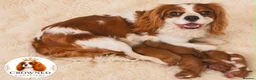 Cavalier King Charles Spaniel dogs for sale: Beautiful Cavalier King Charles Pups - Advert 8