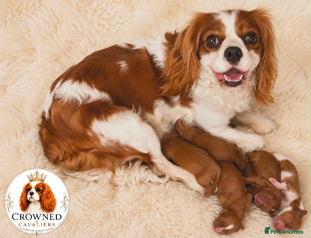 Cavalier King Charles Spaniel dogs for sale: Beautiful Cavalier King Charles Pups - Advert 8