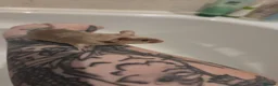Mouse rodents for sale: Young female mice - Advert 9