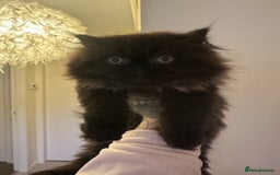 Persian cats for sale: Persian kitten for sale  - Image 7