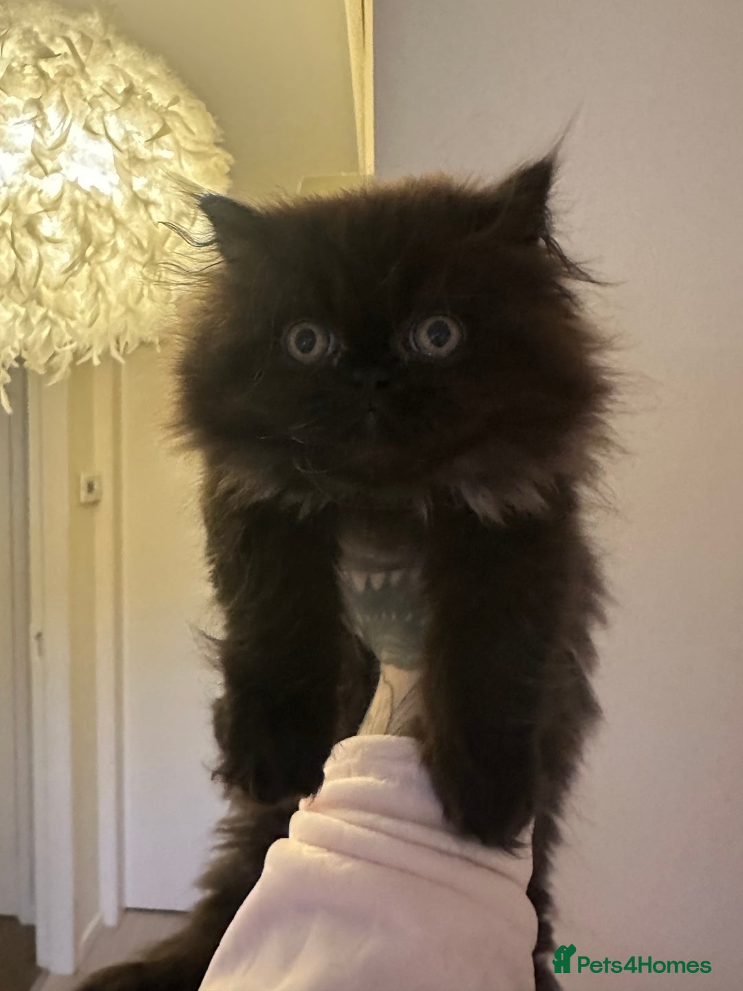 Persian cats for sale: Persian kitten for sale  - Image 7