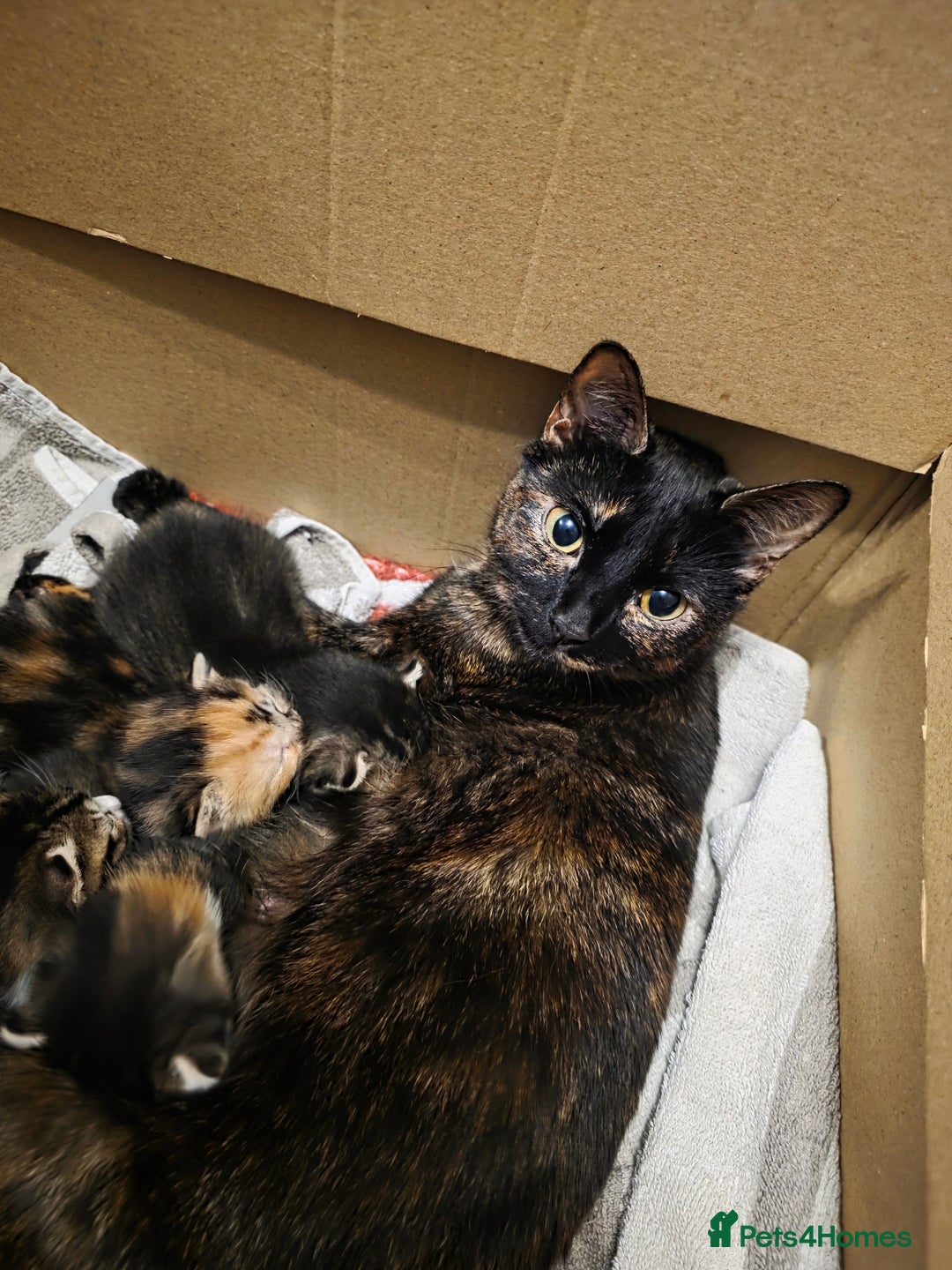 Mixed Breed cats for sale: Torbie/calico kittens - Advert 4