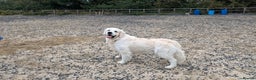 Golden Retriever dogs for stud: Gorgeous registered golden retriever Stud - Advert 7