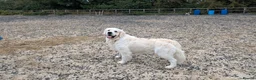 Golden Retriever dogs for stud: Gorgeous KC registered golden retriever Stud,  - Advert 10
