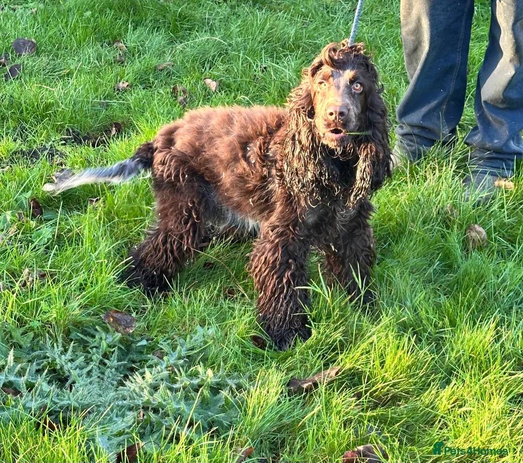 Cocker Spaniel dogs for sale: Handsome chocolate roan boy - Advert 10