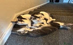 Mixed Breed cats for sale: 2 Grey and White, and 2 Fluffy Grey Kittens - Image 4