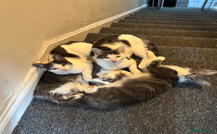 Mixed Breed cats - Advert 7
