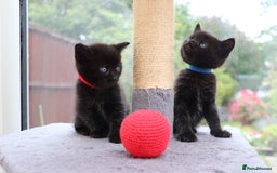 Mixed Breed cats for sale: Beautiful Kittens Looking For a New Home - Image 12