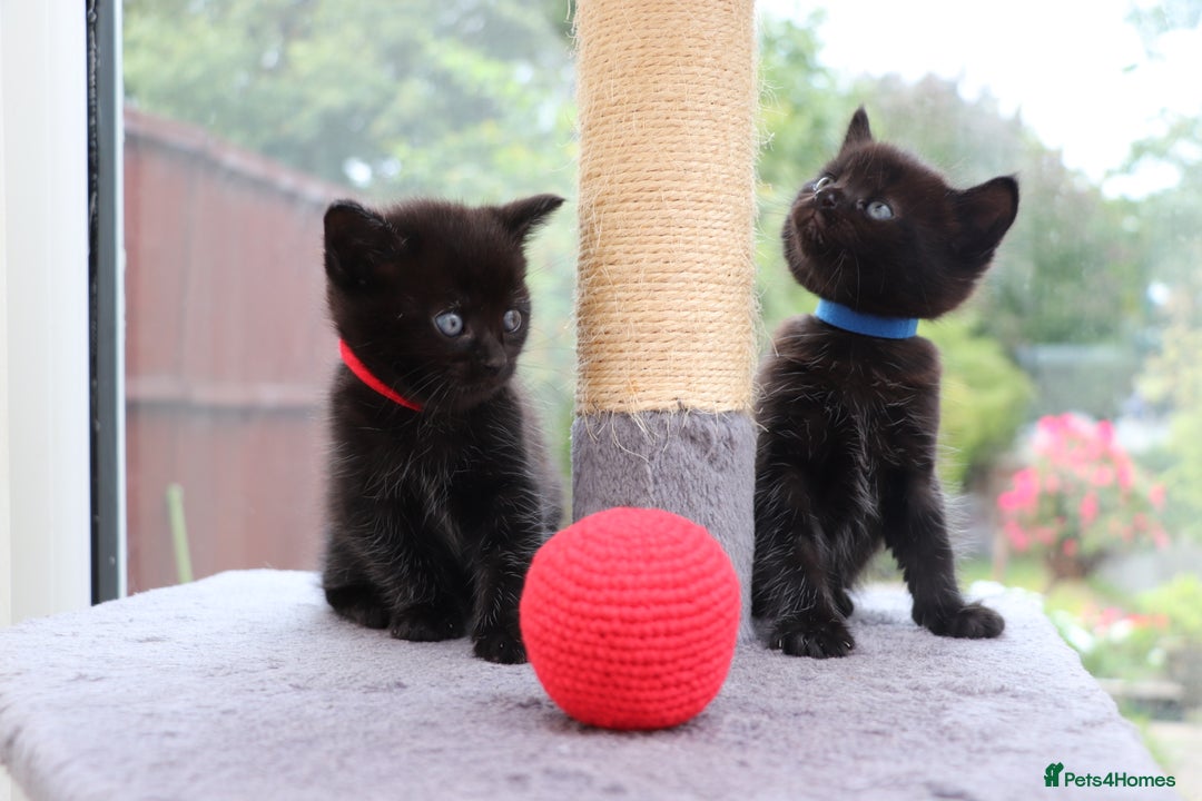 Mixed Breed cats for sale: Beautiful Kittens Looking For a New Home - Image 12