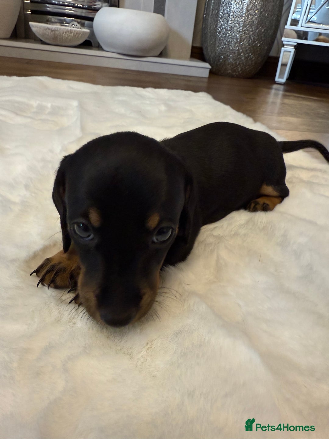 Dachshund dogs for sale: Dachshunds for sale   - Image 7