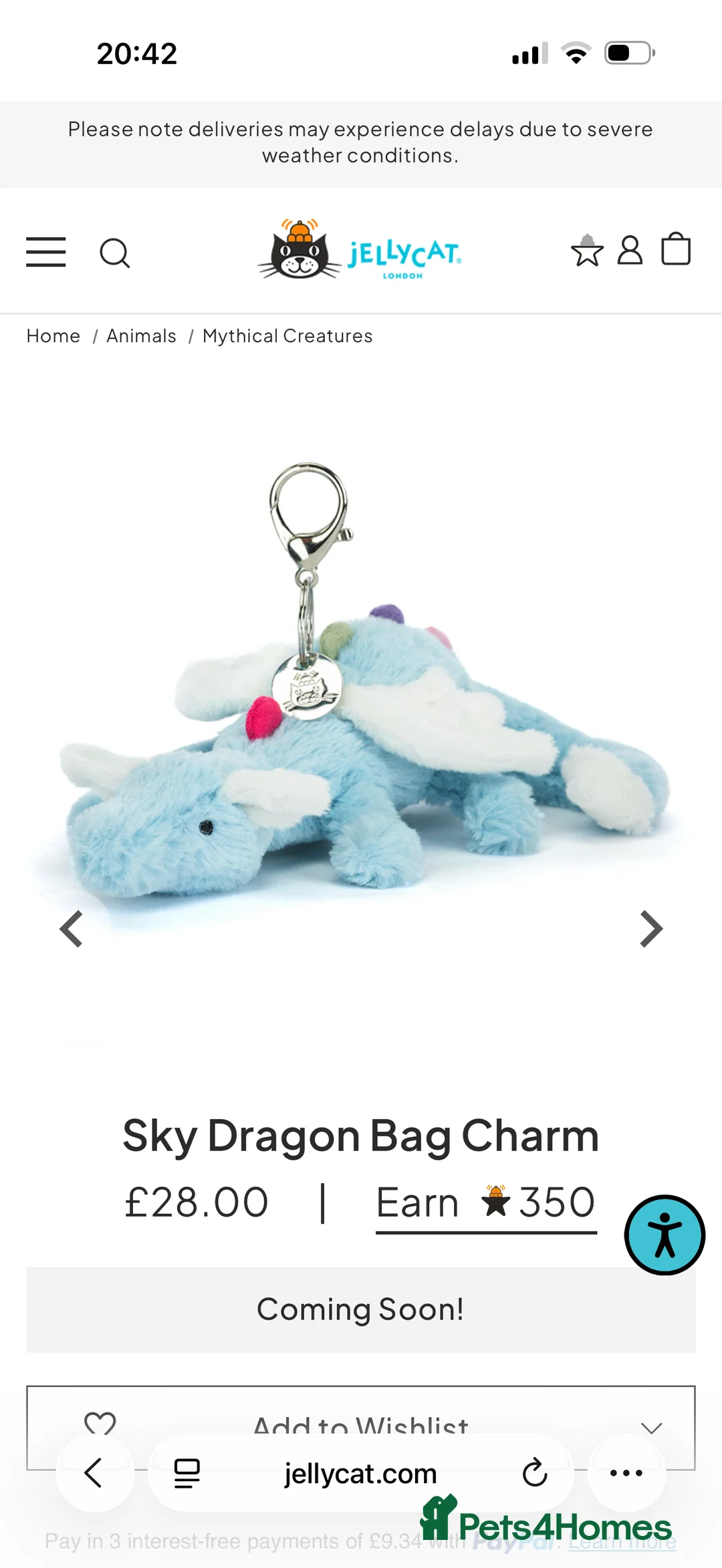 Ragdoll cats for sale: Beautiful Seal Point female Ragdoll kitten - Advert 12