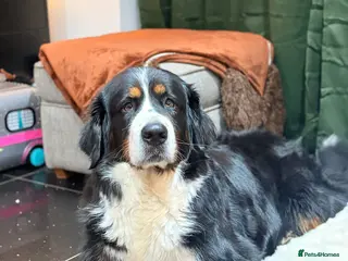 Bernese Mountain Dog dogs Gorgeous Bernese mountain dog female - Advert 2