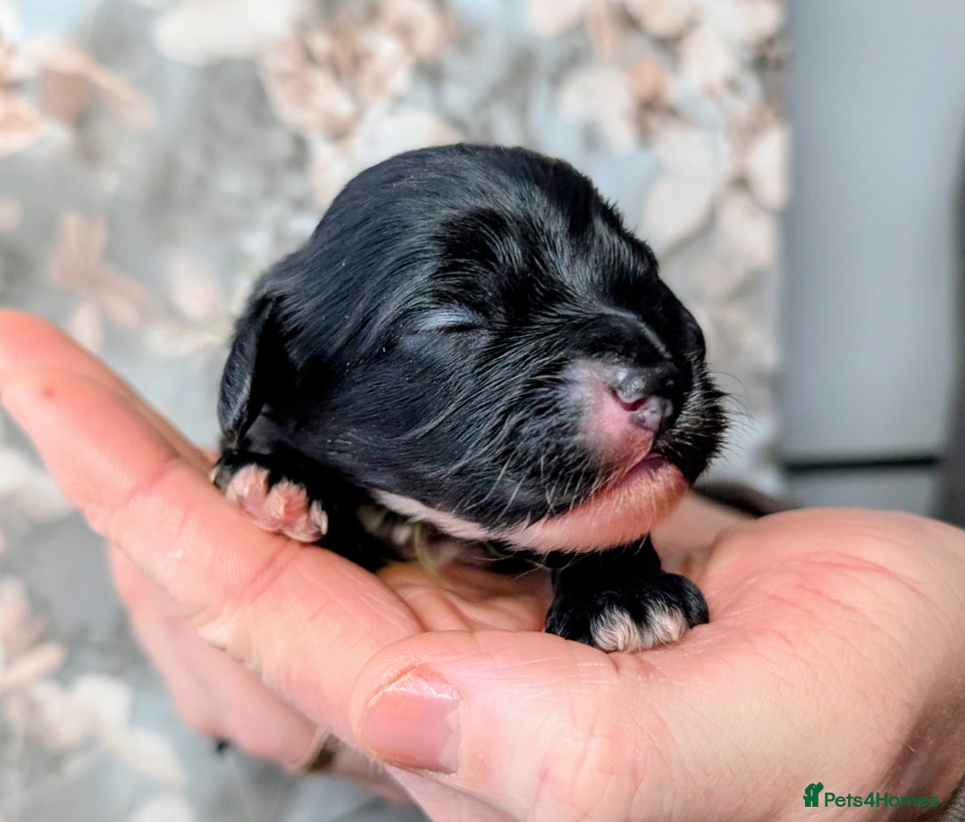 Toy Poodle dogs for sale: 🖤CAVAPOO BABIES🖤TESTED PARENTS! - Advert 15