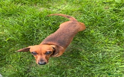 Miniature Dachshund dogs for sale: Miniature Smooth Red Female, petit - Image 5
