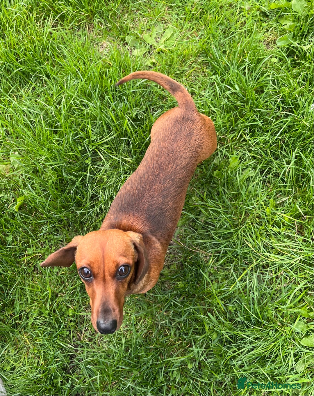 Miniature Dachshund dogs for sale: Miniature Smooth Red Female, petit - Image 5