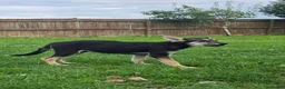 Tamaskan dogs for sale: Tamaskan Puppies *Health Tested Parents* - Advert 9