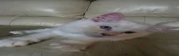 Ragdoll cats for sale: Amazing Ragdoll Babies  - Advert 7