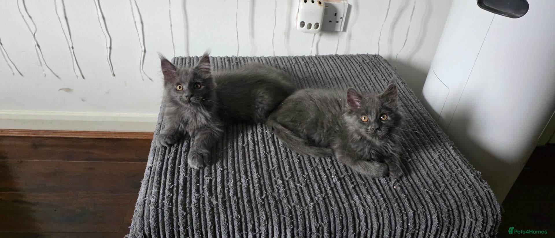 Maine Coon cats Maine coon kitten  - Advert 1
