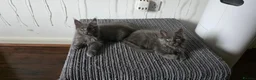 Maine Coon cats for sale: Maine coon kitten  - Advert 4