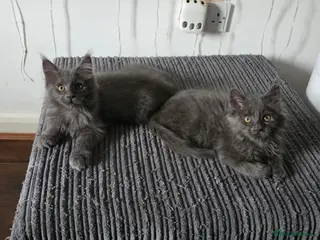 Maine Coon cats Maine coon kitten - Advert 1