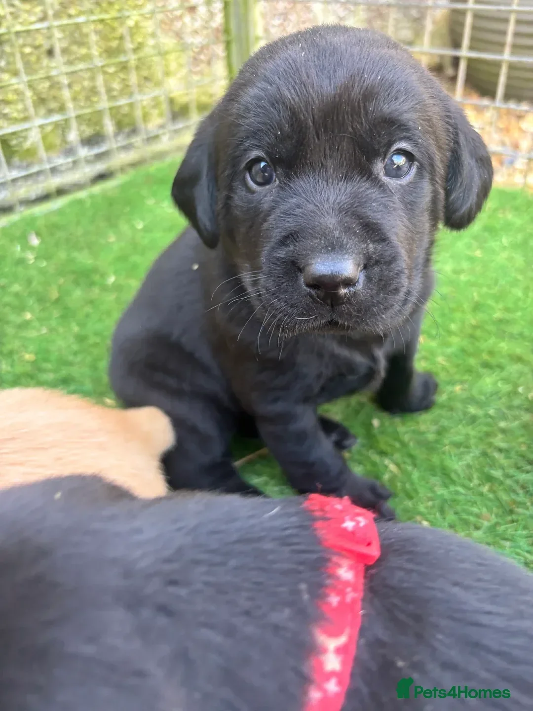 Labrador Retriever dogs for sale: Working Type Labrador Puppies - Advert 3