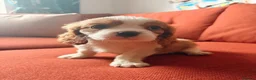 Cavalier King Charles Spaniel dogs for sale: Beautiful King Charles Puppies  - Advert 4