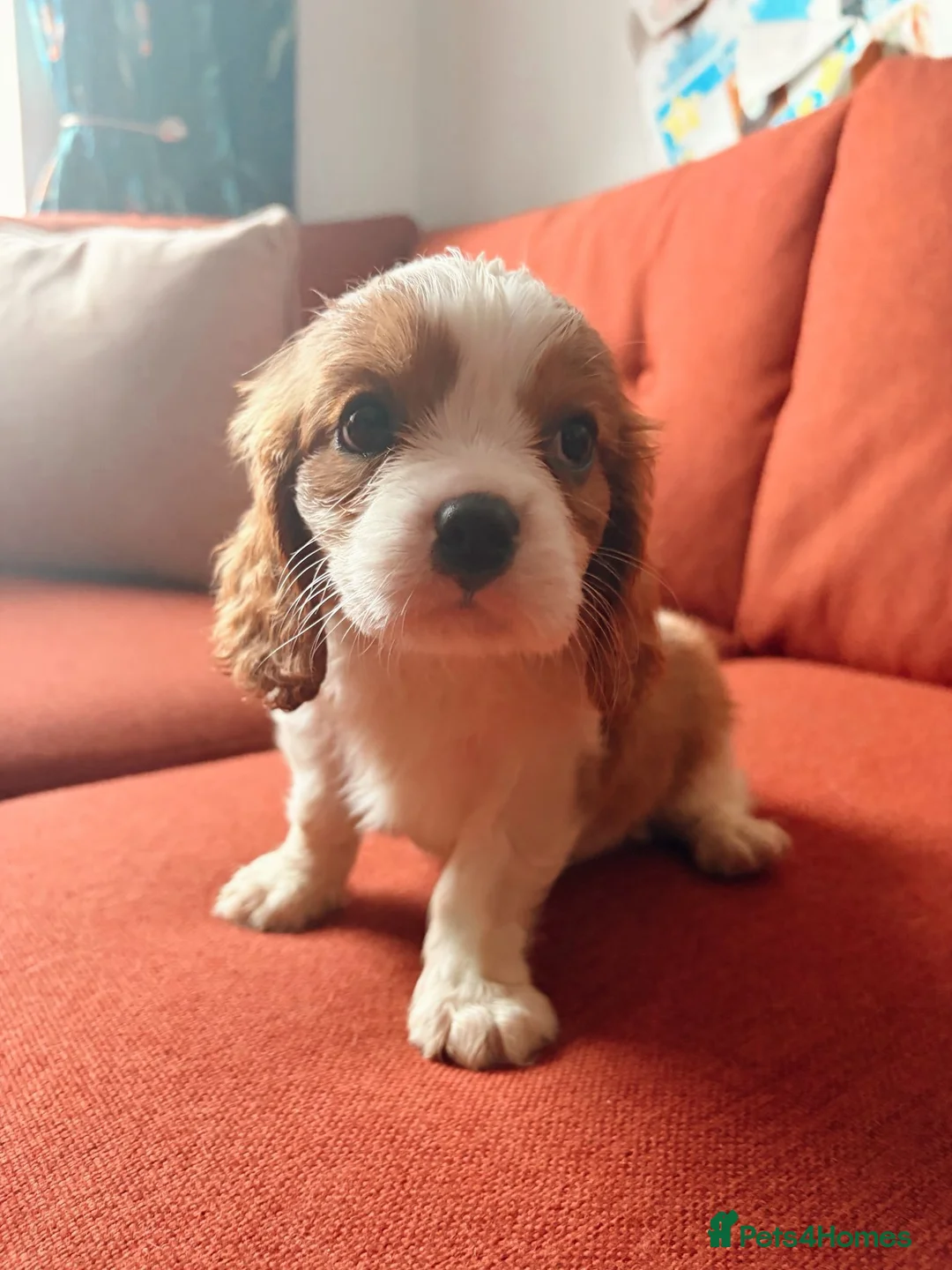 Cavalier King Charles Spaniel dogs for sale: Beautiful King Charles Puppies  - Advert 4