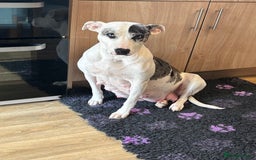 Mixed Breed dogs for sale: beautiful Bull/Greyhound puppies  - Image 17
