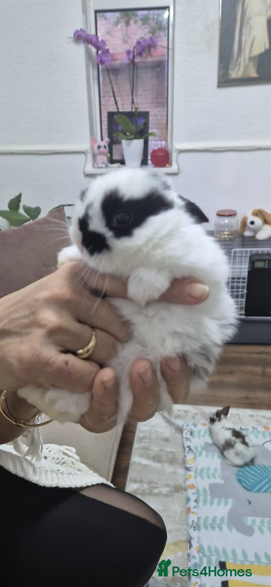 Mixed Breed rabbits They are mix rex and Dutch  - Advert 2