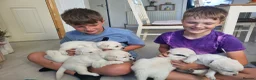 Golden Retriever dogs for sale: Golden Retriever Puppies – Reservations Open💚 - Advert 15