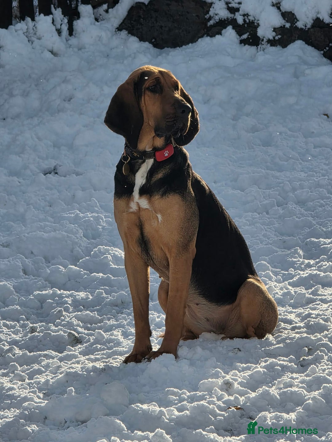 Bloodhound dogs for sale: Blood hound  - Advert 3