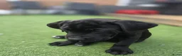 Cane Corso dogs for sale: Cane Coros Puppies For Sale  - Advert 3