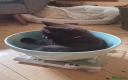 Maine Coon cats for sale: 3 maincoone x kittens - Image 13