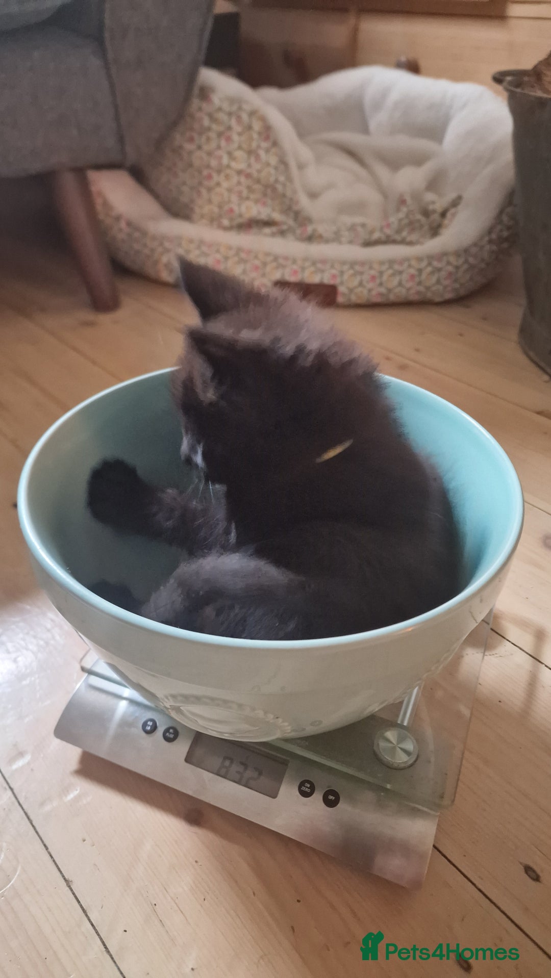 Maine Coon cats for sale: 3 maincoone x kittens - Image 13