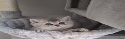 British Shorthair cats for sale: Female British shorthair female  - Advert 2