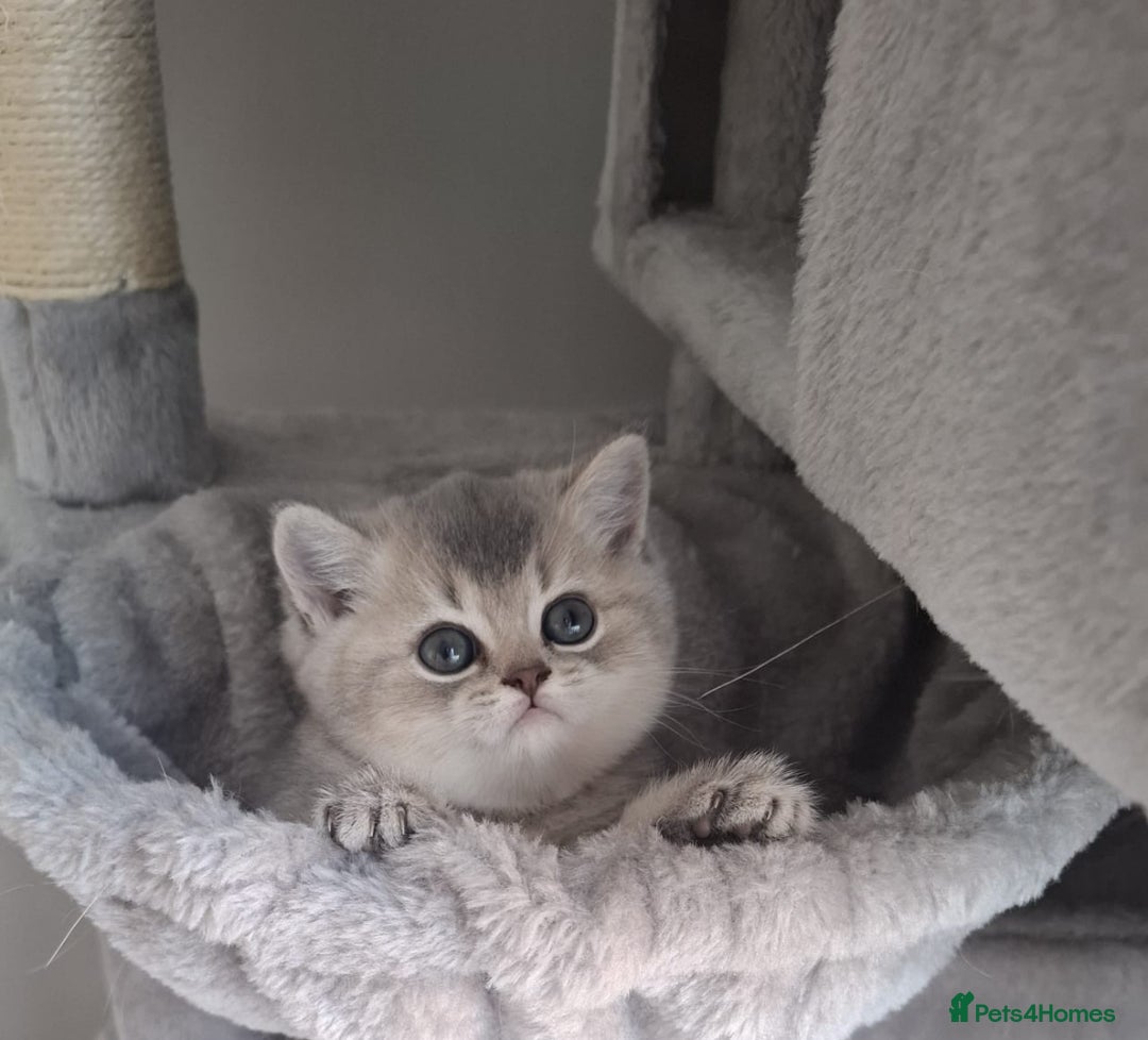 British Shorthair cats for sale: Female British shorthair female  - Advert 2