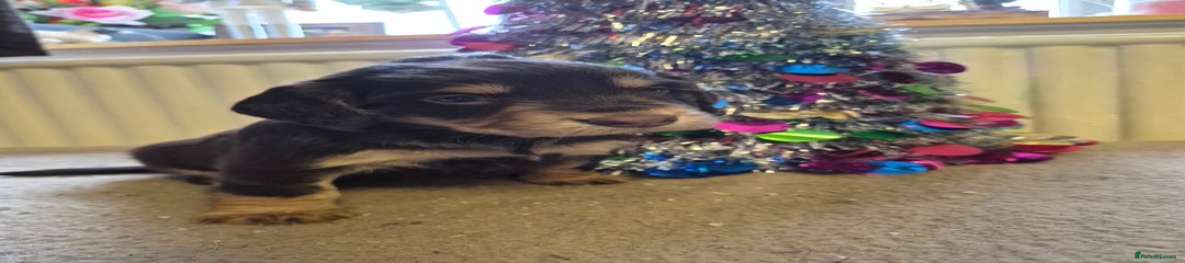 Cocker Spaniel Puppy 2