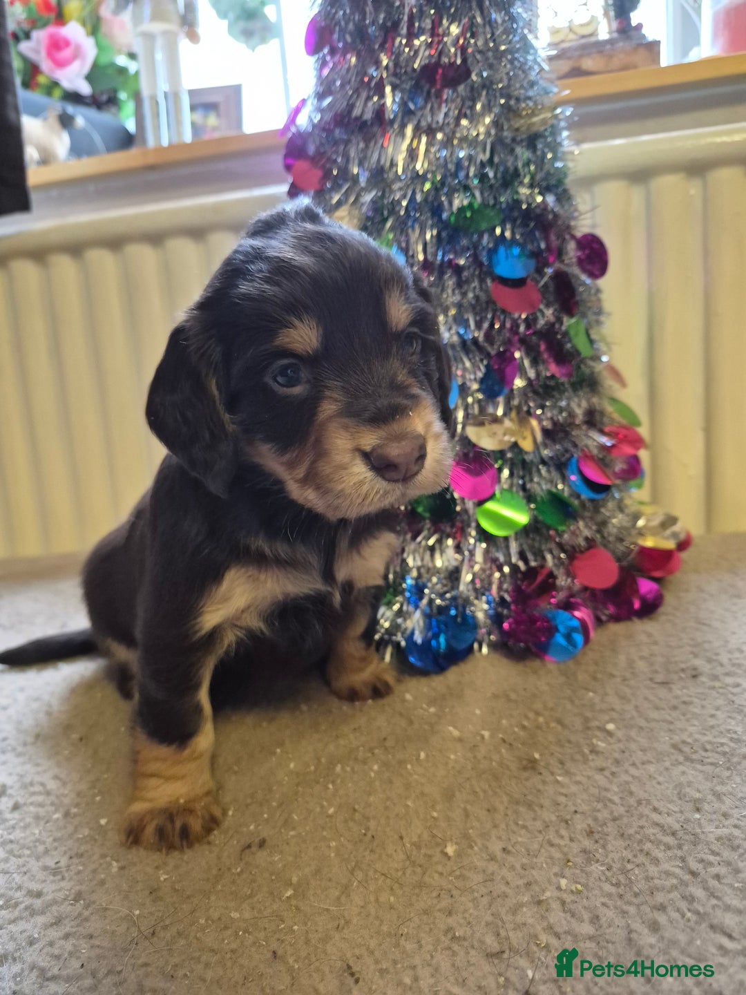 Cocker Spaniel dogs for sale: Stunning cocker spaniel puppies  - Advert 3